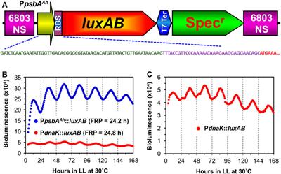 Synechocystis: A model system for expanding the study of cyanobacterial circadian rhythms